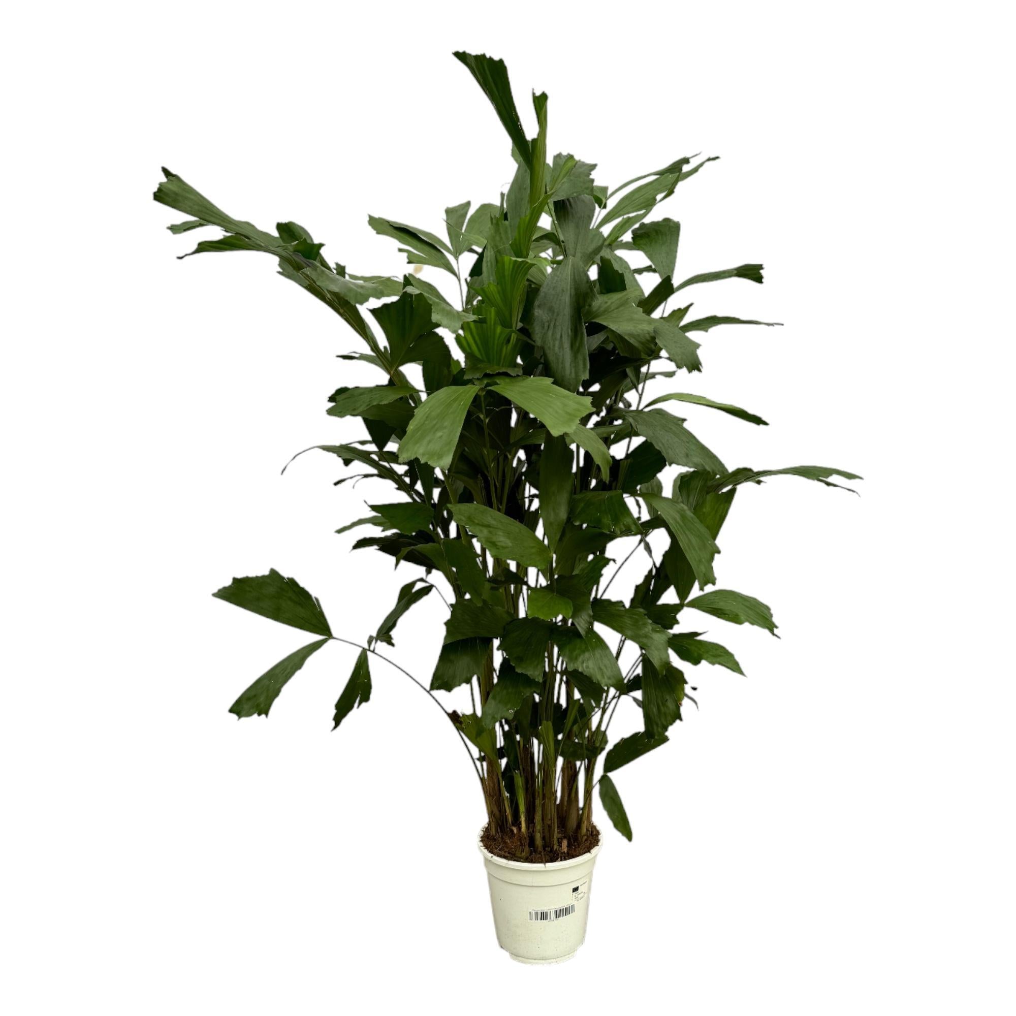 Caryota Mitis – 120 cm – Ø19 cm