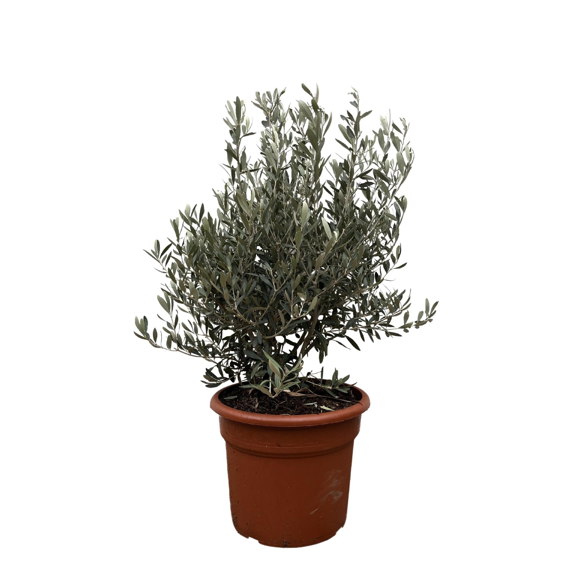 Olea Europaea-Strauch – 130 cm – ø35