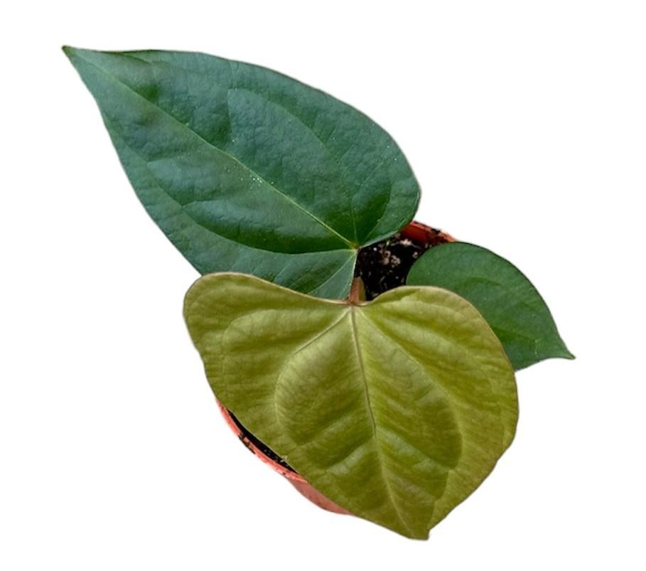 Anthurium Nigrolaminum Gigi