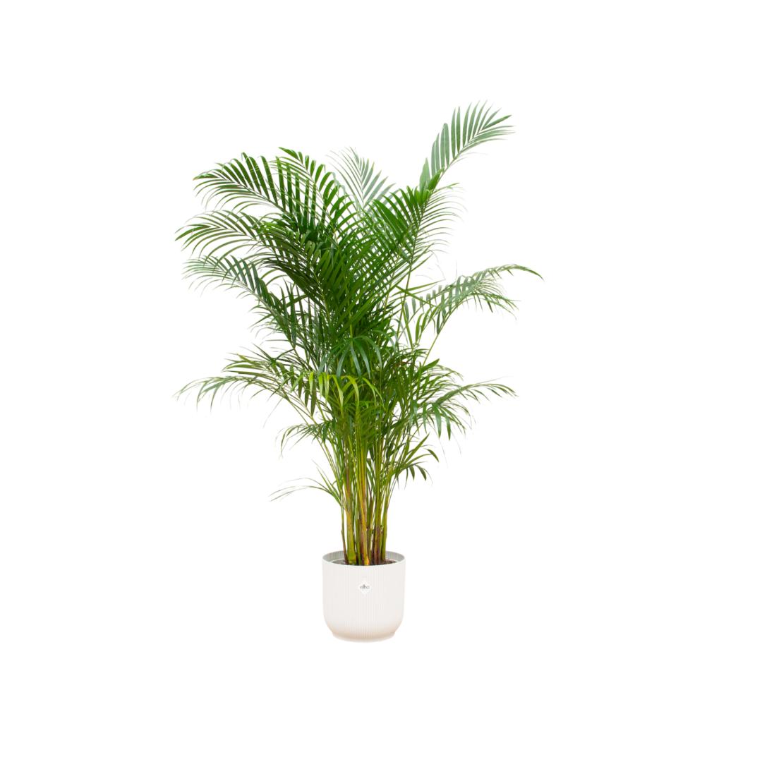 Kombi-Angebot – Areca-Palme inklusive Elho Vibes Fold Round Weiß Ø30 – - Goldfruchtpalme