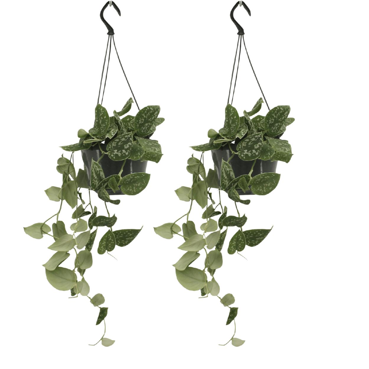 Scindapsus Pictus (Epipremnum) – 2 Stück – Ø15 cm – ↕20 cm