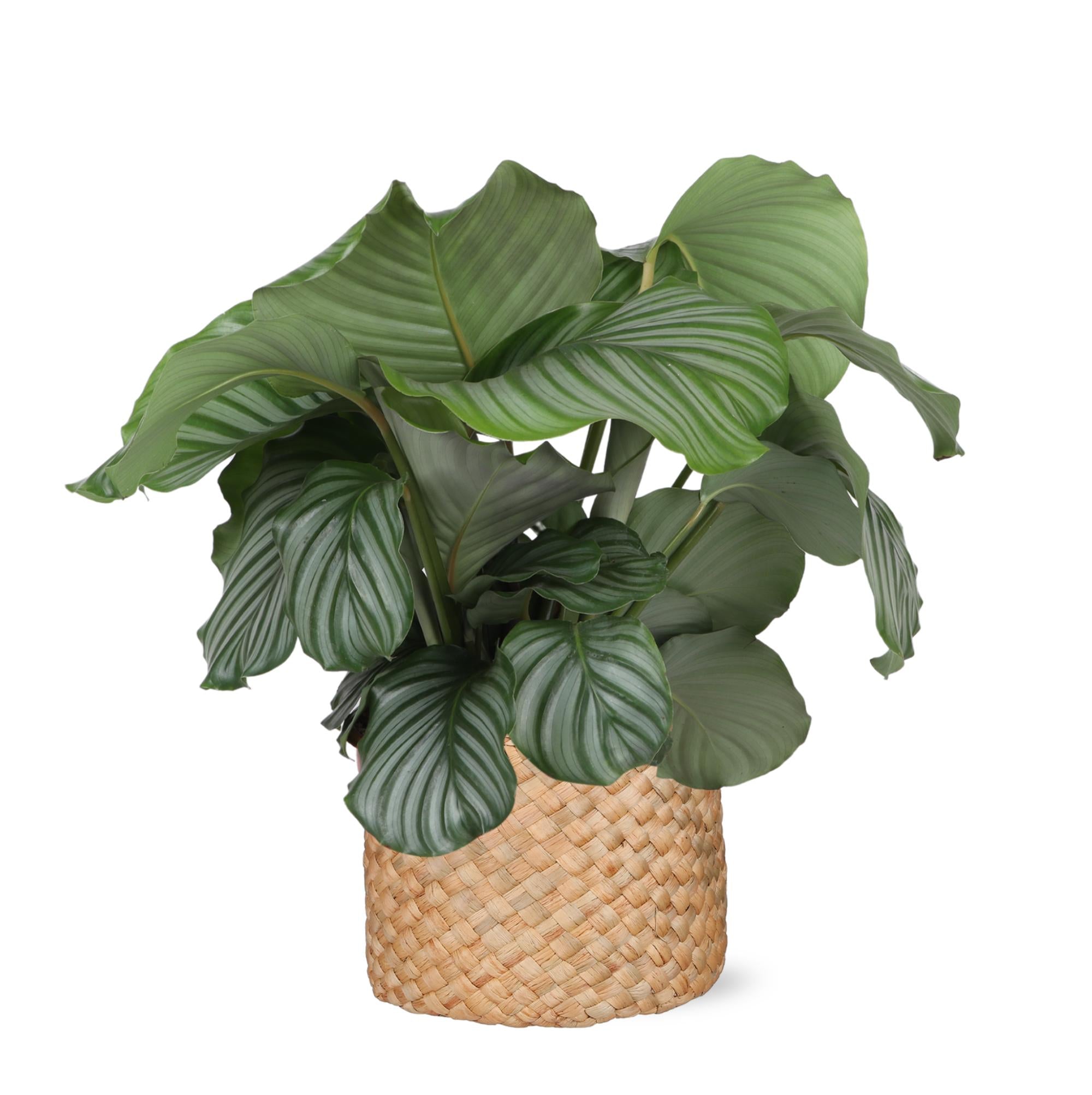 Calathea Orbifolia Ø21cm - ↕70cm im Albury NATURAL Korb