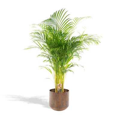 Areca-Palme mit Topf - ↨130cm - Ø24cm - Goldfruchtpalme