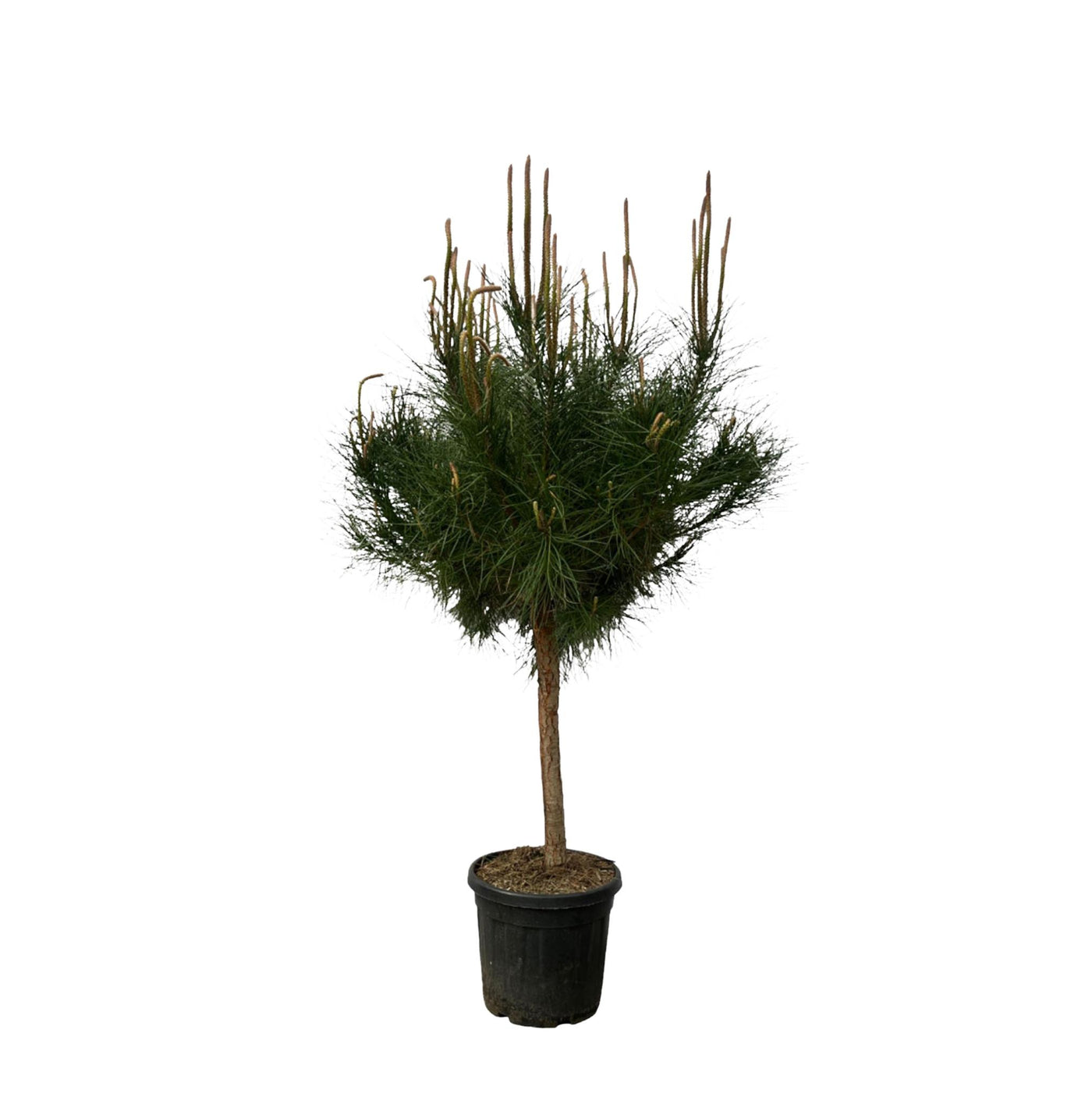 Pinus Pinea – 180 cm – Ø40 cm - Pinie