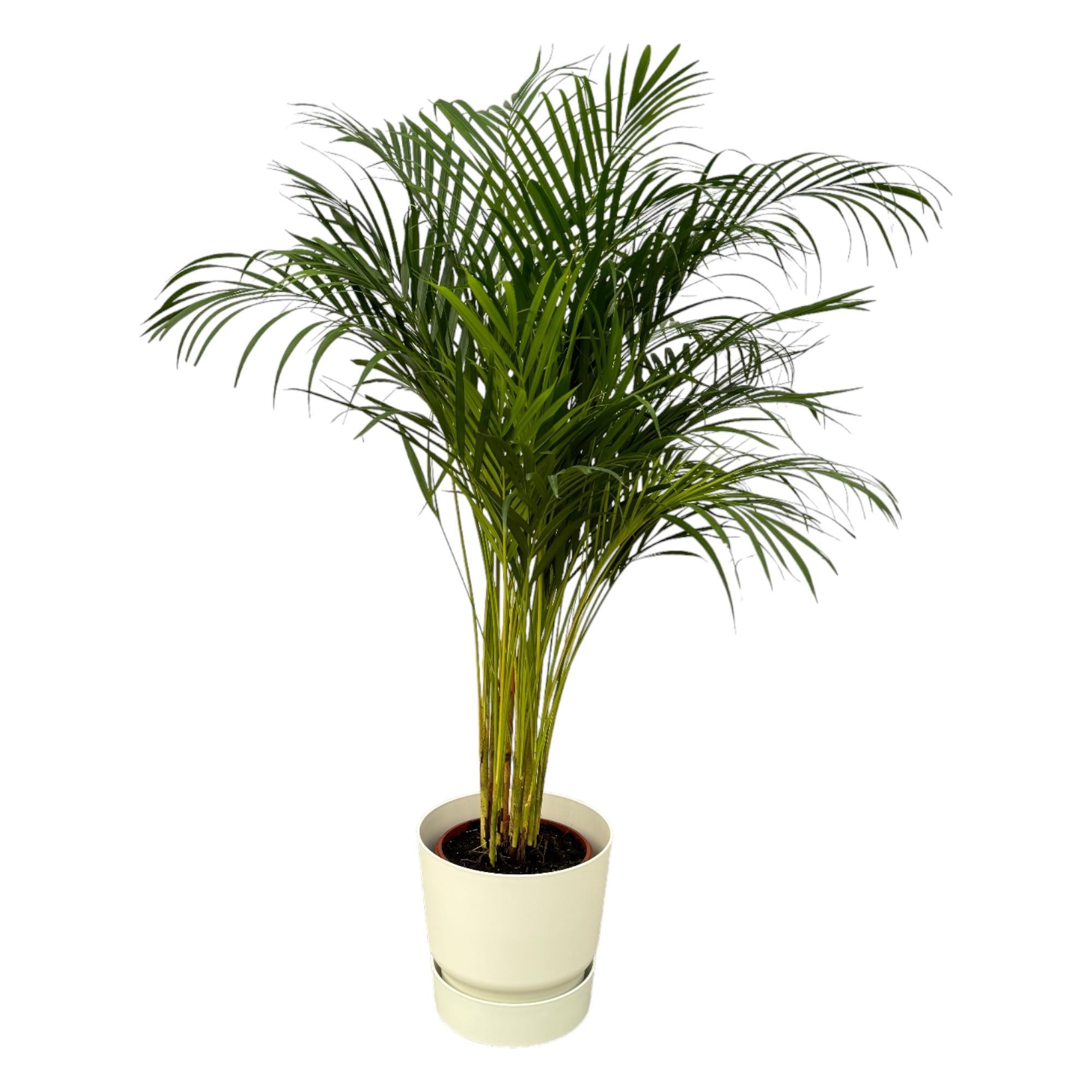 Areca-Palme - ↨130cm - Ø24cm inkl. elho Greenville weiß D3 - Goldfruchtpalme